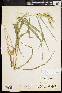 Elymus riparius image