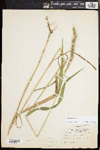 Elymus riparius image