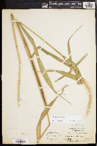 Elymus riparius image