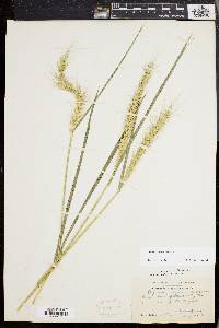 Elymus riparius image