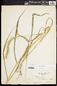 Elymus riparius image