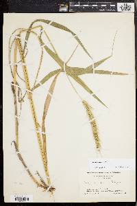 Elymus riparius image