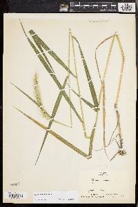 Elymus riparius image