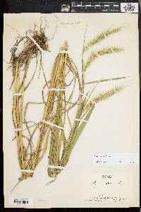 Elymus riparius image