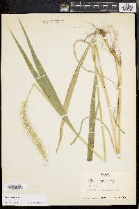 Elymus riparius image