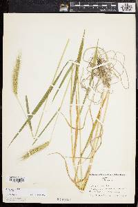 Elymus villosus image