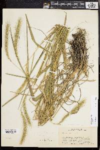 Elymus villosus image