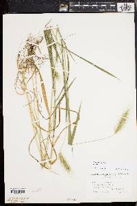 Elymus villosus image