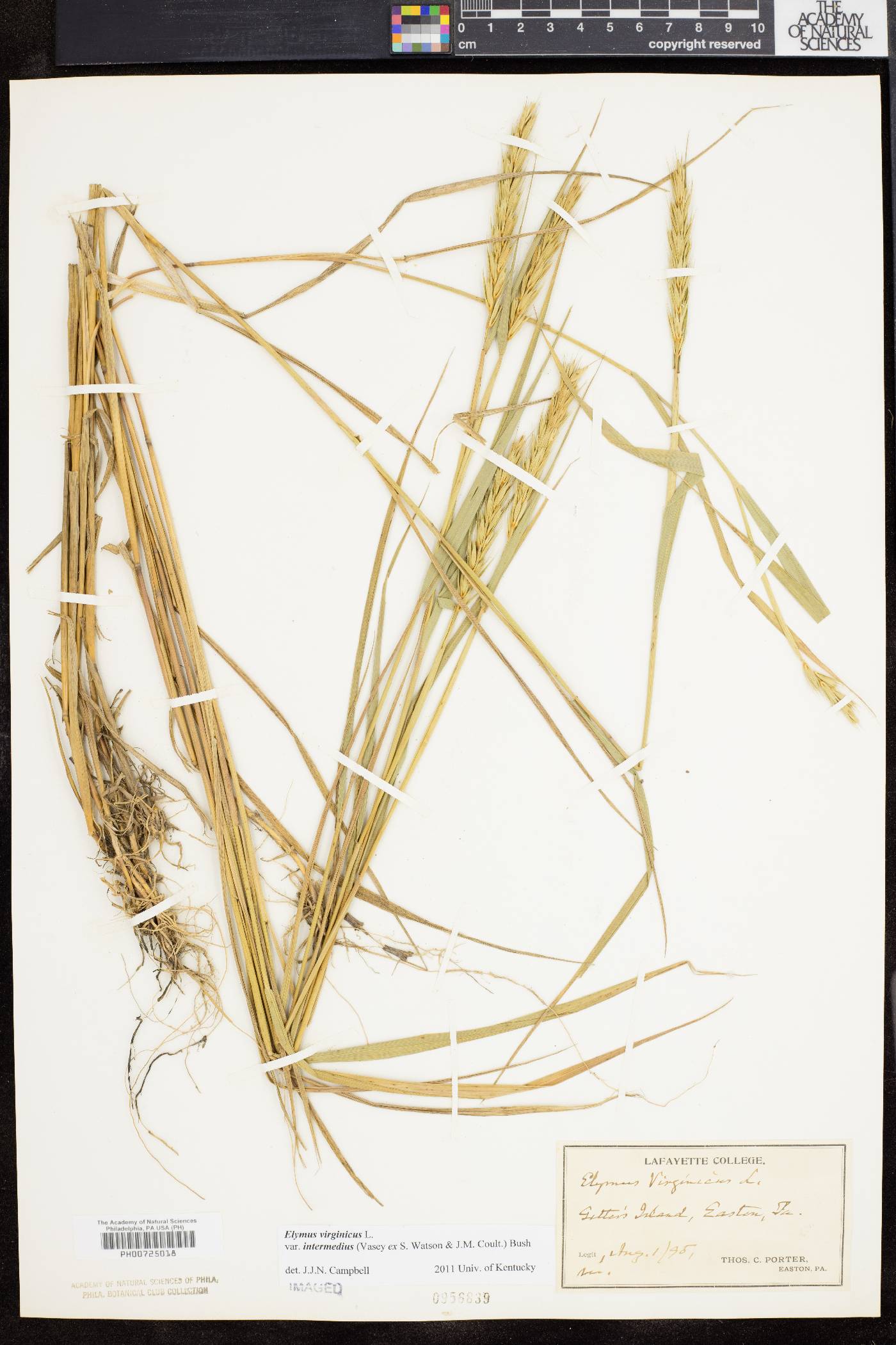 Elymus virginicus var. intermedius image