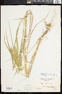 Elymus virginicus var. intermedius image