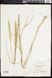 Elymus virginicus var. intermedius image