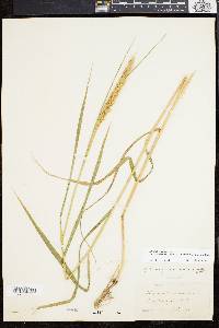 Elymus virginicus var. intermedius image