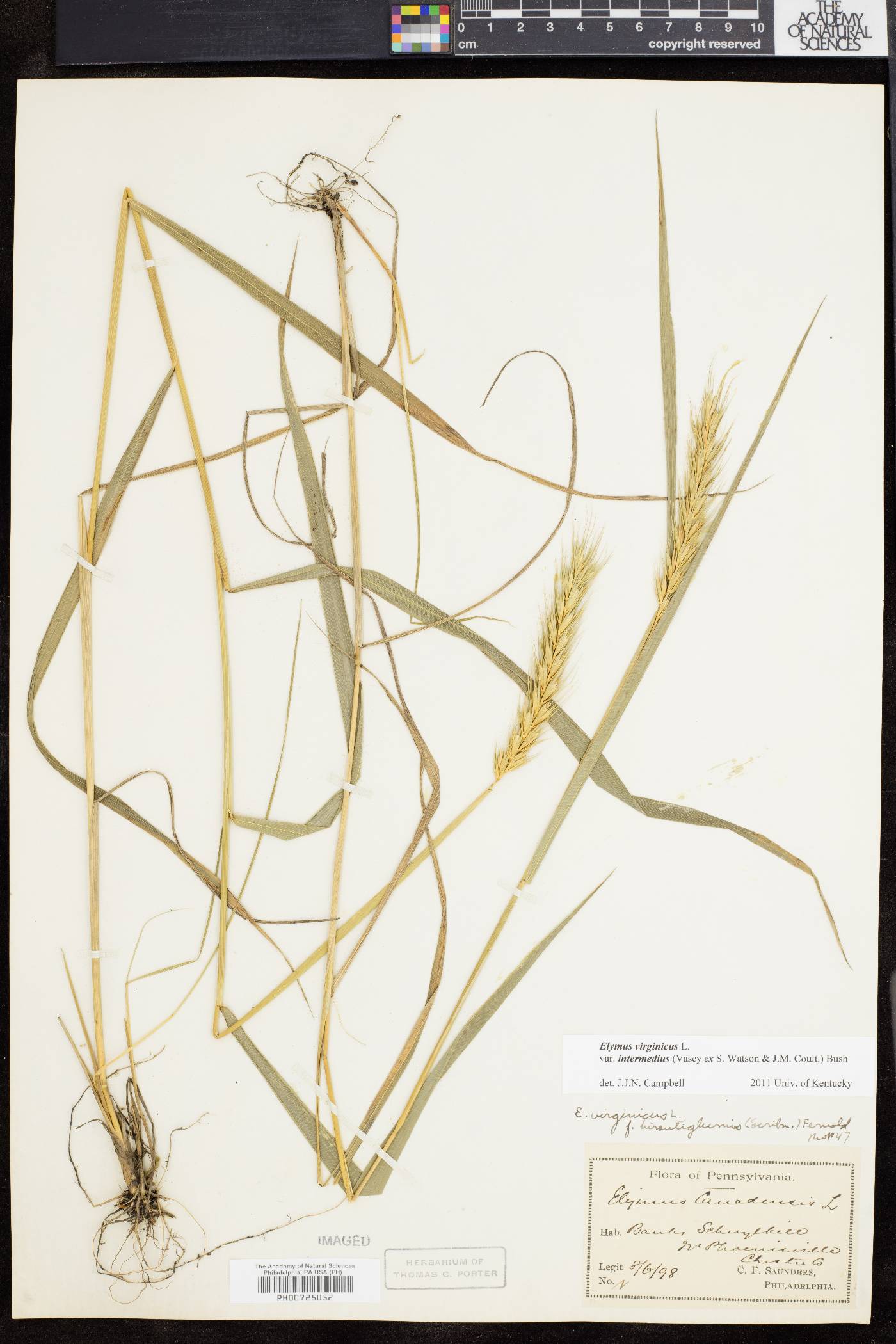 Elymus virginicus var. intermedius image