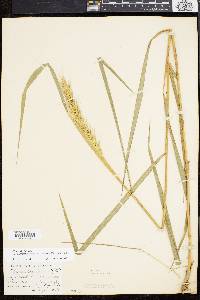 Elymus virginicus var. intermedius image