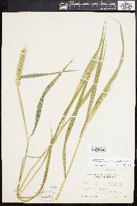 Elymus virginicus var. intermedius image