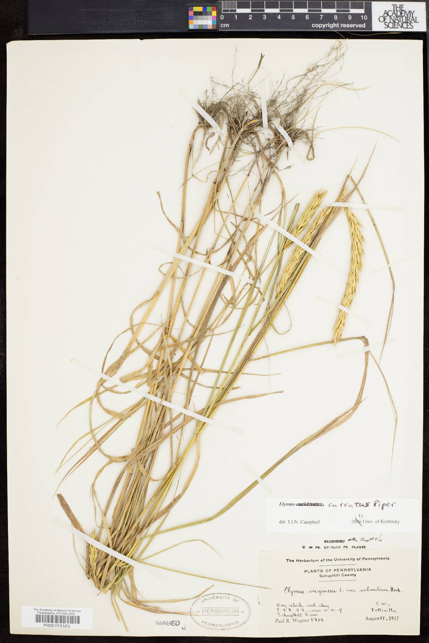 Elymus curvatus image