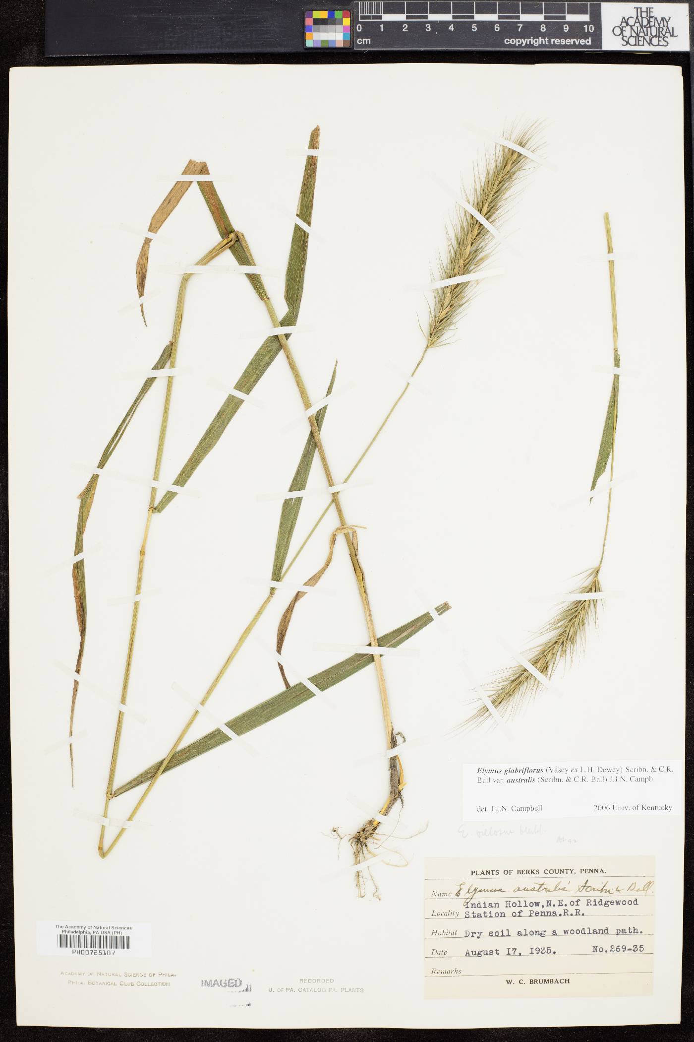 Elymus glabriflorus image