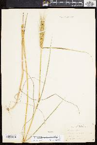 Elymus glabriflorus image