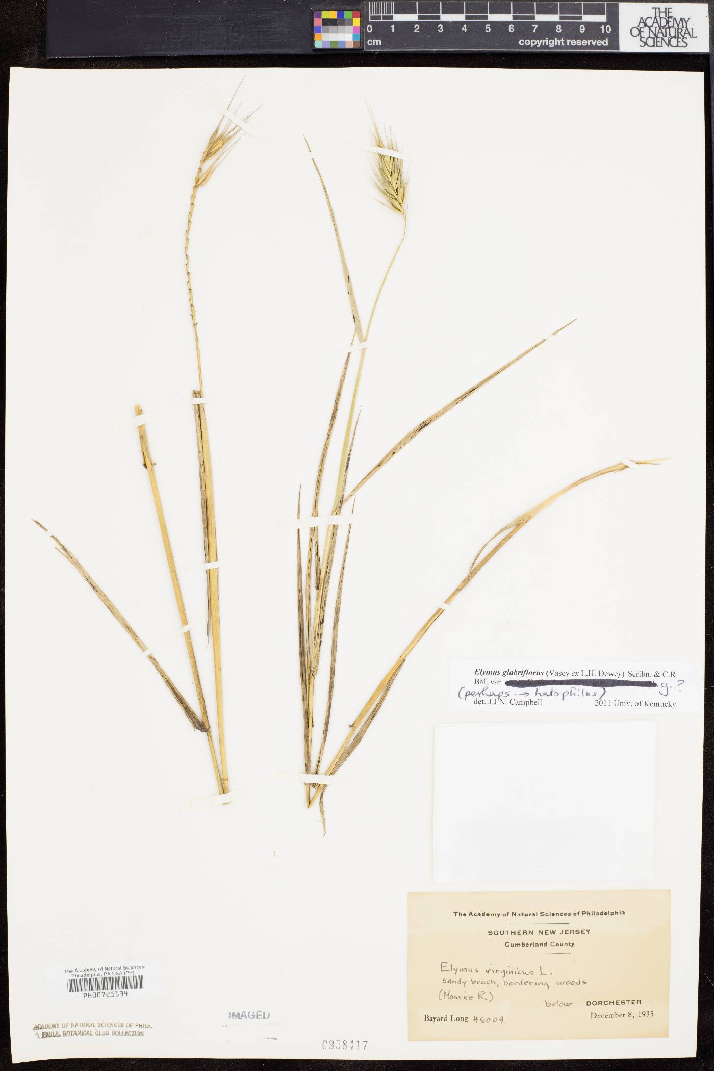 Elymus glabriflorus image