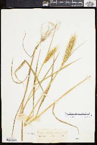 Elymus glabriflorus image