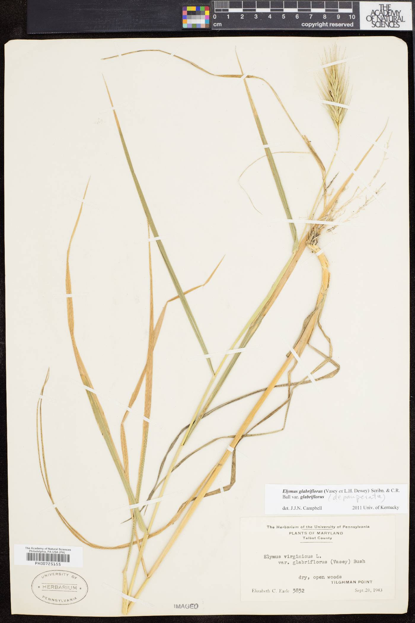 Elymus glabriflorus image