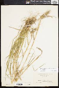 Elymus glabriflorus image