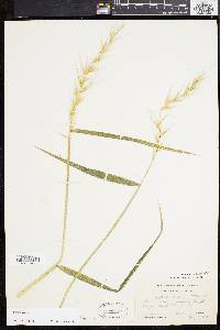 Elymus hystrix image