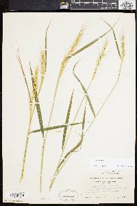 Elymus hystrix image