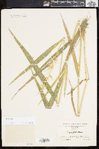 Elymus hystrix image