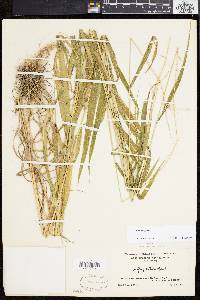 Elymus hystrix image