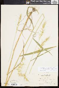 Elymus hystrix image