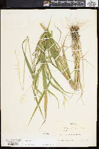 Elymus hystrix image