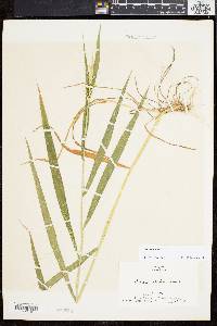 Elymus hystrix image