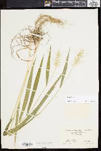 Elymus hystrix image