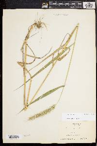 Elymus riparius image