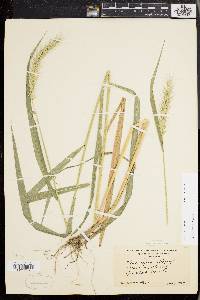 Elymus riparius image