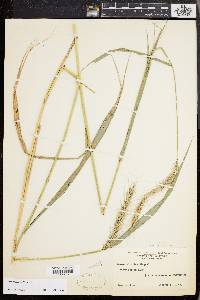 Elymus riparius image