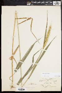 Elymus riparius image