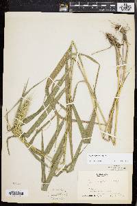 Elymus riparius image