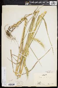 Elymus riparius image