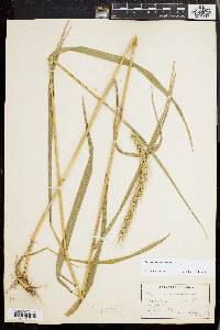 Elymus riparius image