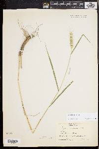 Elymus riparius image