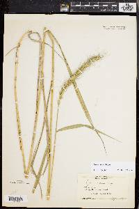 Elymus riparius image