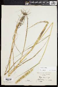 Elymus riparius image