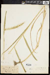 Elymus riparius image