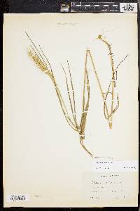 Elymus riparius image