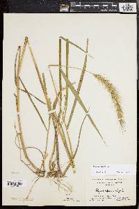 Elymus riparius image