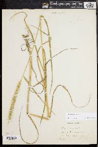 Elymus riparius image