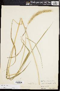 Elymus riparius image