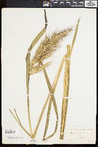 Echinochloa walteri image